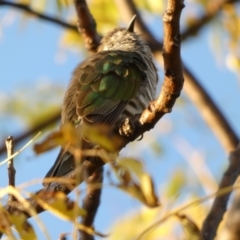 Chrysococcyx lucidus at Murga, NSW - 18 May 2022