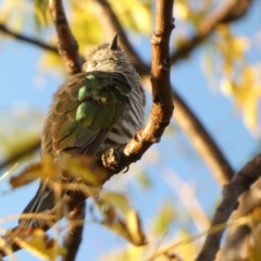 Chrysococcyx lucidus at Murga, NSW - 18 May 2022