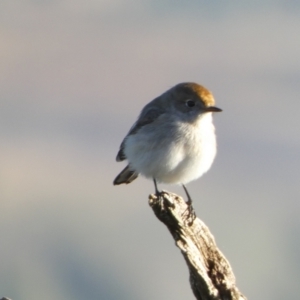 Petroica goodenovii at Murga, NSW - 18 May 2022