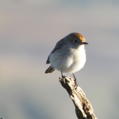 Petroica goodenovii (Red-capped Robin) at Murga, NSW - 17 May 2022 by Paul4K