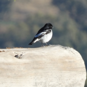 Melanodryas cucullata cucullata at Murga, NSW - suppressed