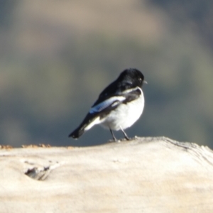 Melanodryas cucullata cucullata at Murga, NSW - suppressed