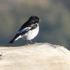 Melanodryas cucullata cucullata at Murga, NSW - suppressed