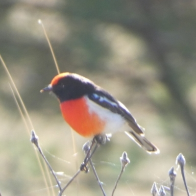 Petroica goodenovii (Red-capped Robin) at Murga, NSW - 18 May 2022 by Paul4K