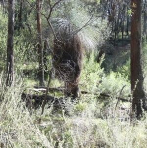 Xanthorrhoea glauca subsp. angustifolia at Murga, NSW - suppressed