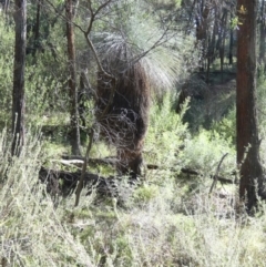 Xanthorrhoea australis (Austral Grass Tree, Kangaroo Tails) at Murga, NSW - 18 May 2022 by Paul4K