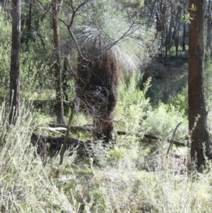 Xanthorrhoea australis at Murga, NSW - 18 May 2022