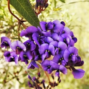 Hardenbergia violacea at Paddys River, ACT - 20 May 2022