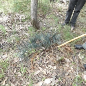 Macrozamia secunda at Nangar National Park - 18 May 2022