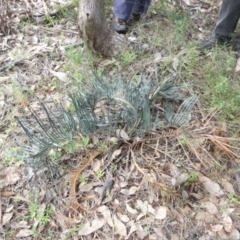 Macrozamia secunda at Nangar National Park - 18 May 2022