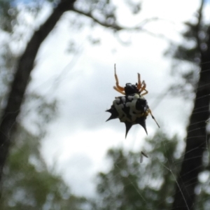 Austracantha minax at Murga, NSW - 18 May 2022 11:43 AM