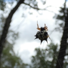 Unidentified Orb-weaving spider (several families) (TBC) at suppressed - 18 May 2022 by Paul4K