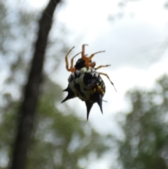 Austracantha minax at Murga, NSW - 18 May 2022 11:43 AM