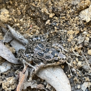 Limnodynastes tasmaniensis at Paddys River, ACT - 18 May 2022 10:52 AM