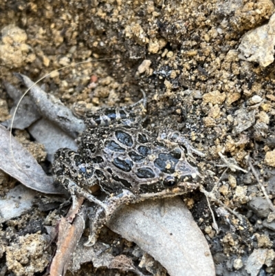 Limnodynastes tasmaniensis (Spotted Grass Frog) at Paddys River, ACT - 18 May 2022 by GG