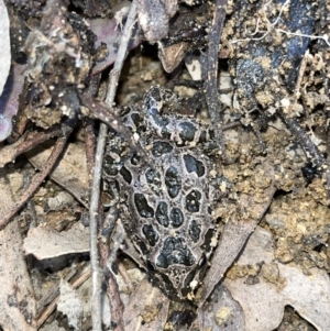 Limnodynastes tasmaniensis at Paddys River, ACT - 18 May 2022 10:52 AM