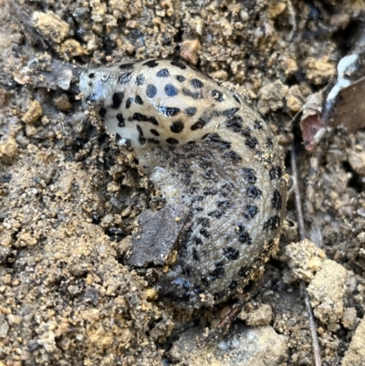 Limax maximus (Leopard Slug, Great Grey Slug) at Paddys River, ACT - 18 May 2022 by GG