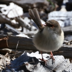 Malurus cyaneus (Superb Fairywren) at Tidbinbilla Nature Reserve - 19 May 2022 by jb2602