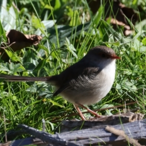 Malurus cyaneus at Paddys River, ACT - 19 May 2022 01:32 PM