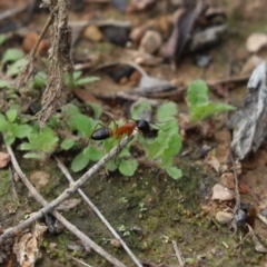 Camponotus consobrinus (Banded sugar ant) at Mount Painter - 18 May 2022 by Tammy