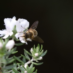 Eristalis tenax (Drone fly) at Cook, ACT - 20 May 2022 by Tammy