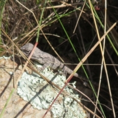 Amphibolurus muricatus (Jacky Lizard) at Molonglo Valley, ACT - 19 May 2022 by Christine