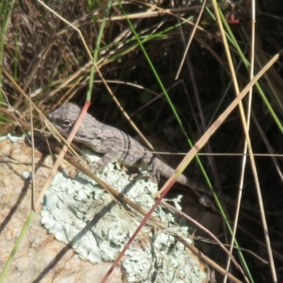 Amphibolurus muricatus (Jacky Lizard) at Block 402 - 19 May 2022 by Christine