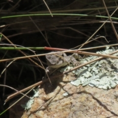 Amphibolurus muricatus at Molonglo Valley, ACT - 19 May 2022