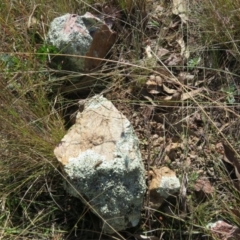 Amphibolurus muricatus at Molonglo Valley, ACT - 19 May 2022