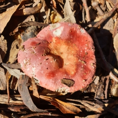 Unidentified Cap on a stem; gills below cap [mushrooms or mushroom-like] at Eagle Point, VIC - 15 May 2022 by drakes