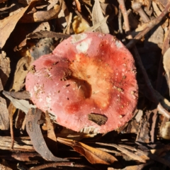 Unidentified Cap on a stem; gills below cap [mushrooms or mushroom-like] (TBC) at Eagle Point, VIC - 15 May 2022 by drakes