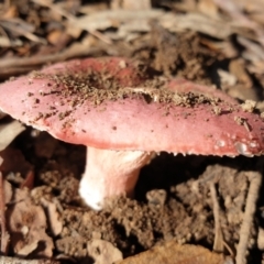 Russula sp. (genus) at Eagle Point, VIC - 15 May 2022 12:16 PM