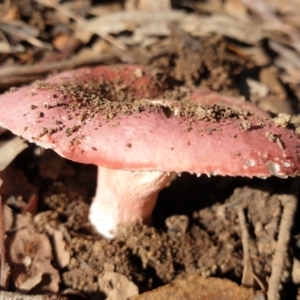 Russula sp. (genus) at Eagle Point, VIC - 15 May 2022 12:16 PM