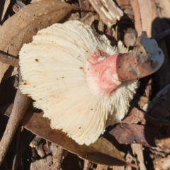 Russula sp. (genus) at Eagle Point, VIC - 15 May 2022 12:16 PM