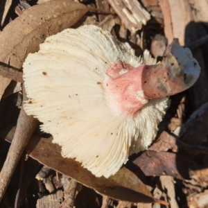 Russula sp. (genus) at Eagle Point, VIC - 15 May 2022 12:16 PM