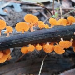 Unidentified Polypore - Non-fleshy texture, stem central or lateral  (TBC) at Cabbage Tree Creek, VIC - 19 May 2022 by drakes