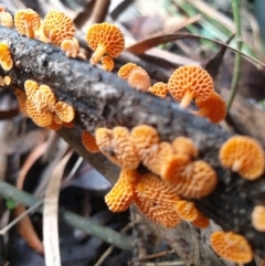 Favolaschia calocera at Cabbage Tree Creek, VIC - 19 May 2022