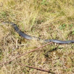 Pseudechis porphyriacus (Red-bellied Black Snake) at Greenway, ACT - 19 May 2022 by NathanaelC