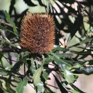 Banksia serrata at Marlo, VIC - 18 May 2022