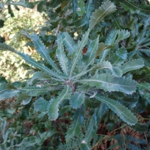 Banksia serrata at Marlo, VIC - 18 May 2022