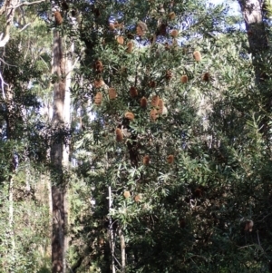 Banksia serrata at Marlo, VIC - 18 May 2022