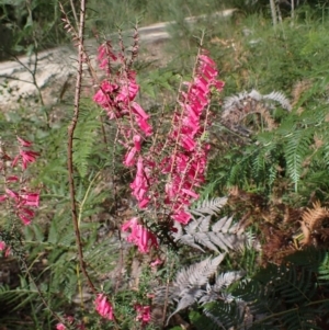 Epacris impressa at Cabbage Tree Creek, VIC - 19 May 2022