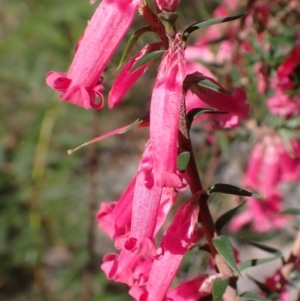 Epacris impressa at Cabbage Tree Creek, VIC - 19 May 2022