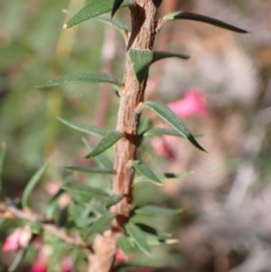 Epacris impressa at Cabbage Tree Creek, VIC - 19 May 2022 12:57 PM