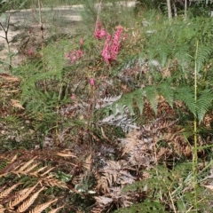 Epacris impressa at Cabbage Tree Creek, VIC - 19 May 2022 12:57 PM