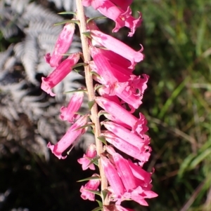 Epacris impressa at Marlo, VIC - suppressed