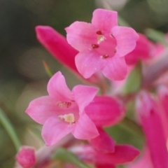 Epacris impressa at Marlo, VIC - suppressed