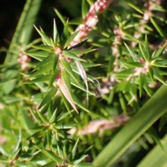 Epacris impressa at Marlo, VIC - suppressed