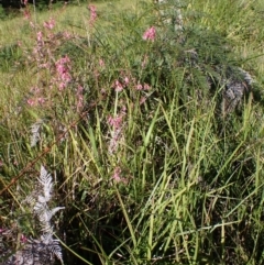 Epacris impressa at Marlo, VIC - suppressed