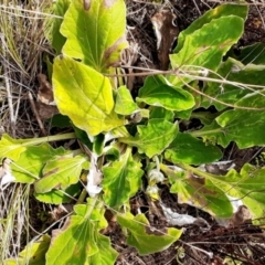 Cymbonotus lawsonianus (Annual Bear's-ears) at Mount Taylor - 20 May 2022 by DavidMcKay